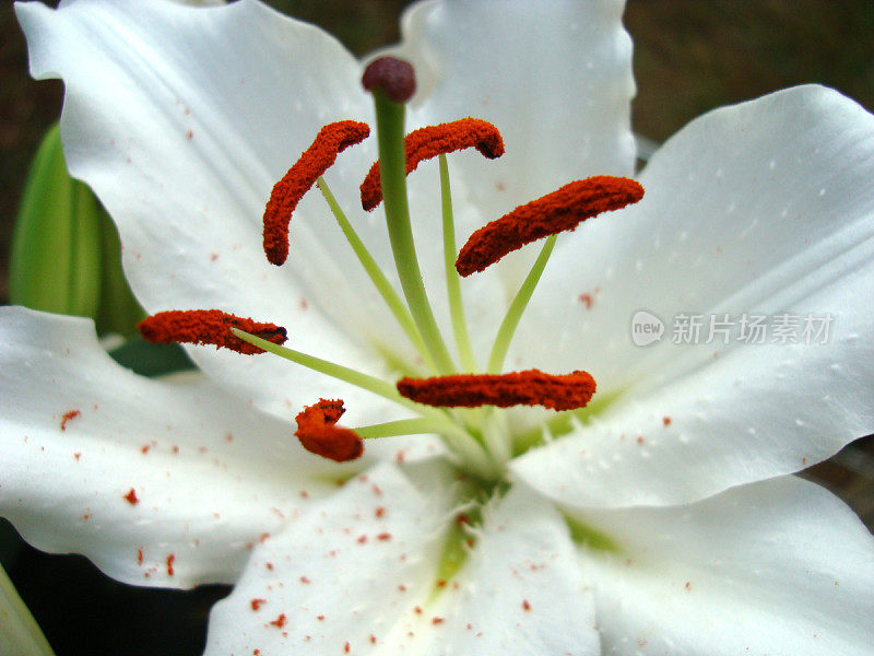 圣诞节金针菜