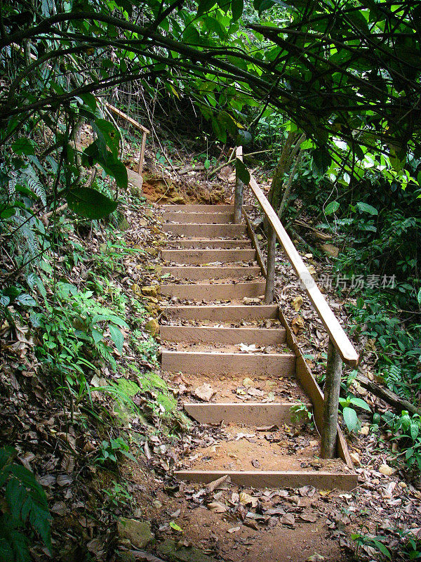 洪都拉斯Zacate公园热带雨林的自然步道