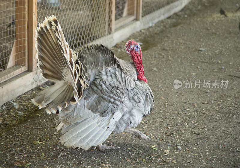 在农家院子里散步的彩色火鸡