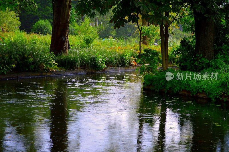 下雨天池塘里树的倒影