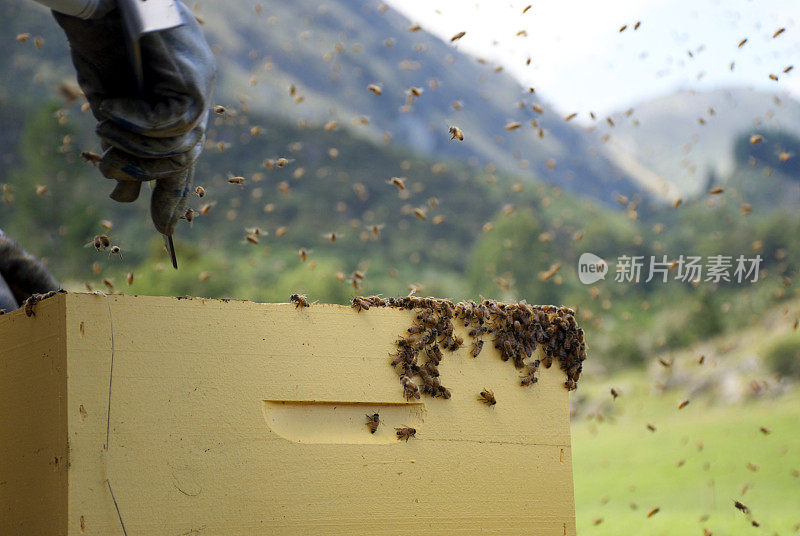 养蜂人打开蜂窝