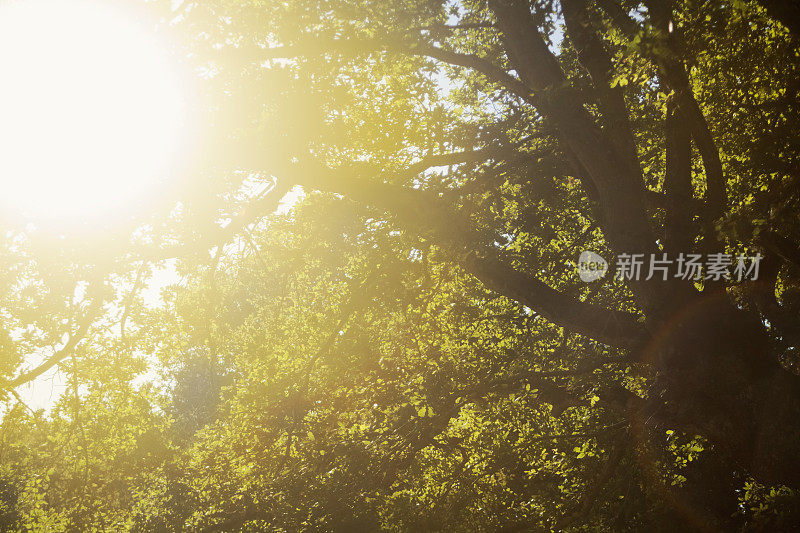 橡树，夏日阳光。