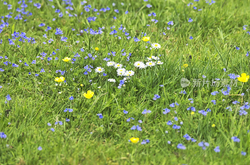 雏菊、毛茛和Speedwell花生长在草地上