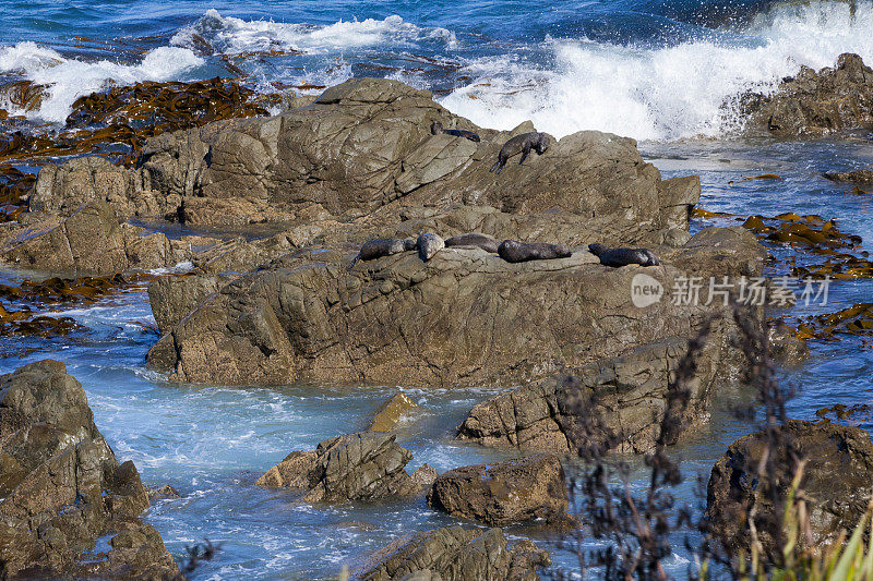 新西兰南岛太平洋沿岸的海豹