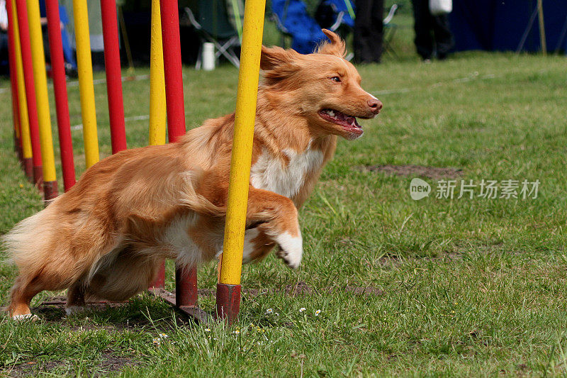 新斯科舍省鸣鸭寻回犬