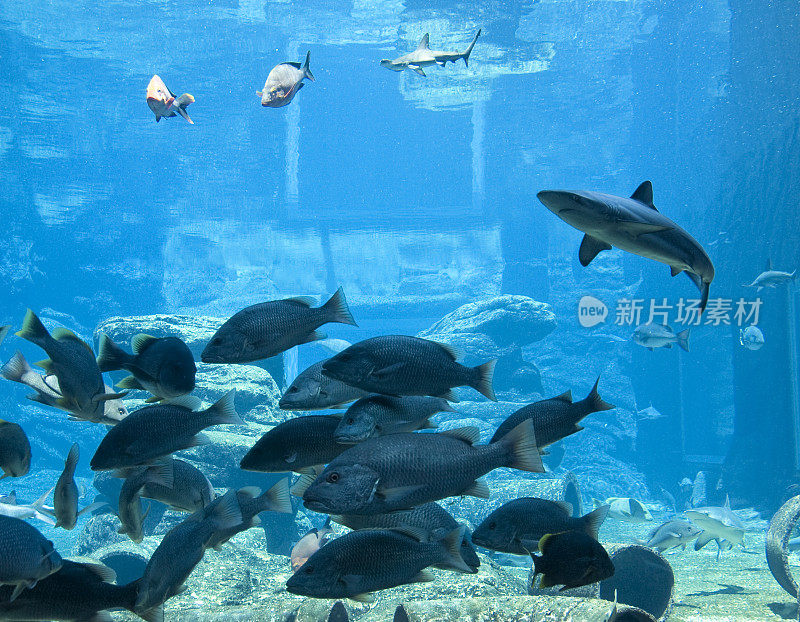 水族馆鱼类