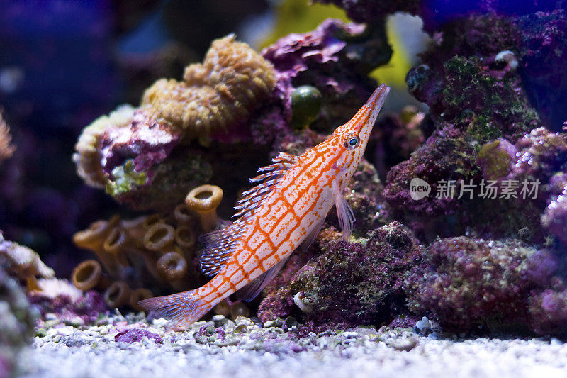 热带鱼hawkfish