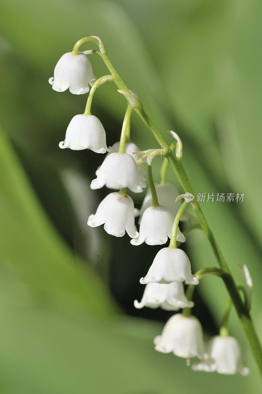 铃兰的山谷白花