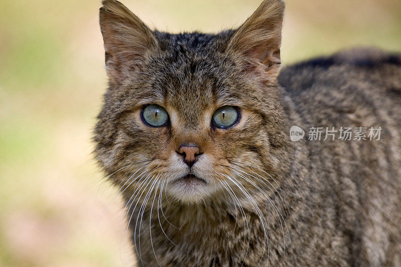 欧洲野猫