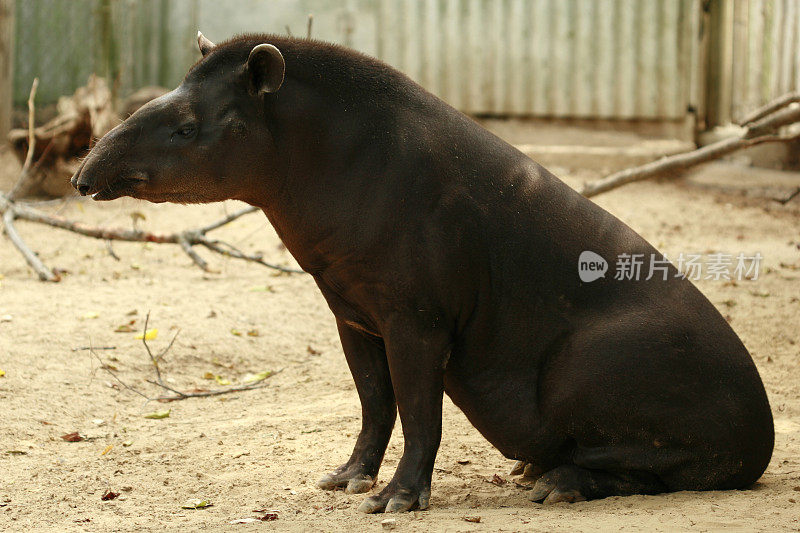 动物园里一只巴西貘在受苦