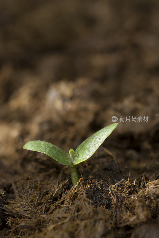 蔬菜发芽