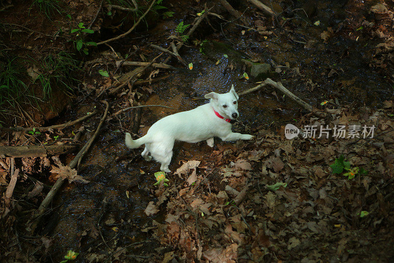 小白狗在小溪里玩耍