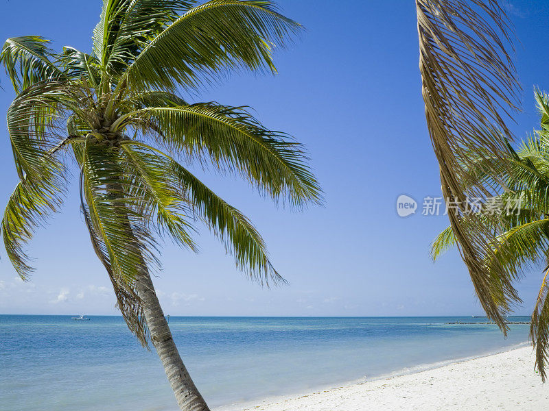 海风吹拂的岛上棕榈树