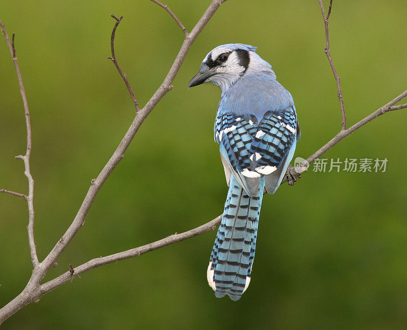 蓝鸦后视图