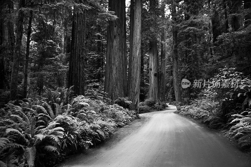 加州红木森林