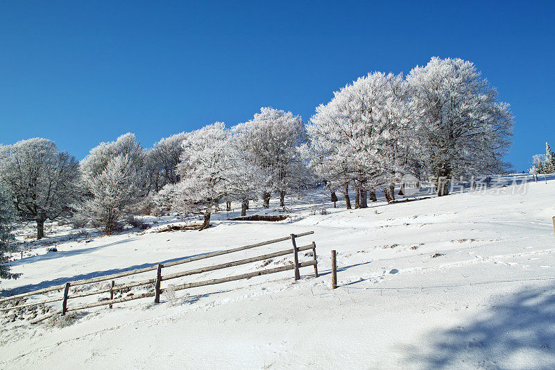 在黑森林里有白雪皑皑的山毛榉和篱笆的冬季景观