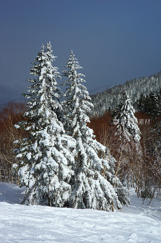 坡山树