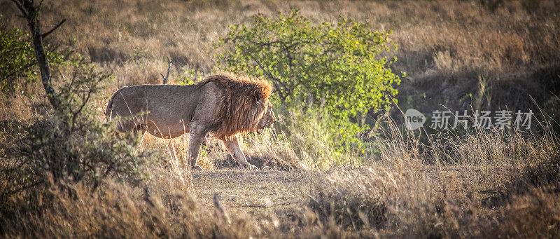 雄狮跟踪猎物