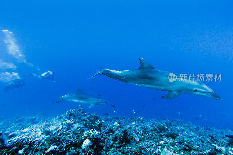 在法属波利尼西亚Tiputa山口深处游泳的海豚