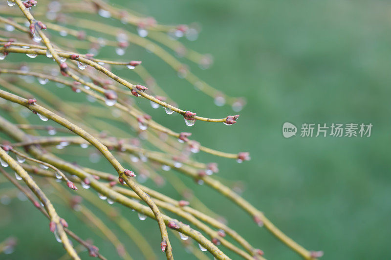 四月的雨