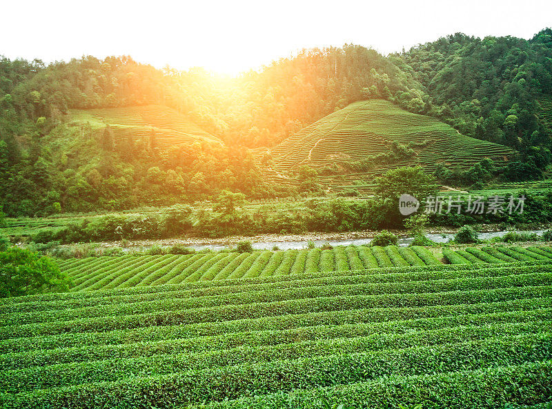 茶山农场