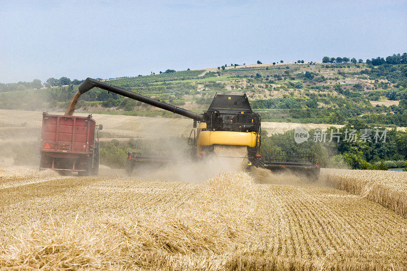 用拖拉机联合收割小麦