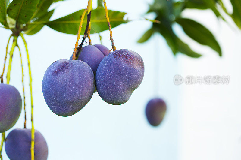 芒果树