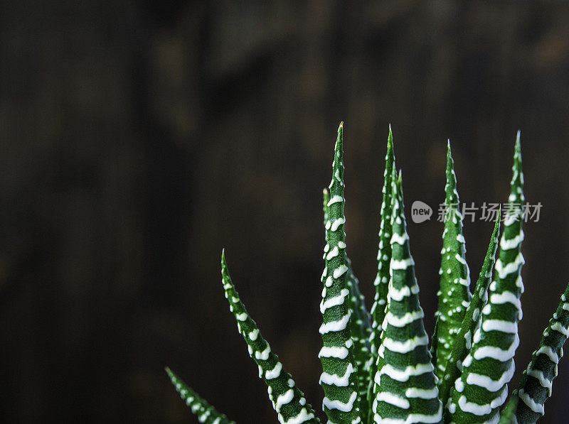 自然静物。仙人掌和肉质植物