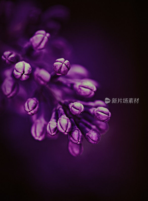 丁香花蕾特写