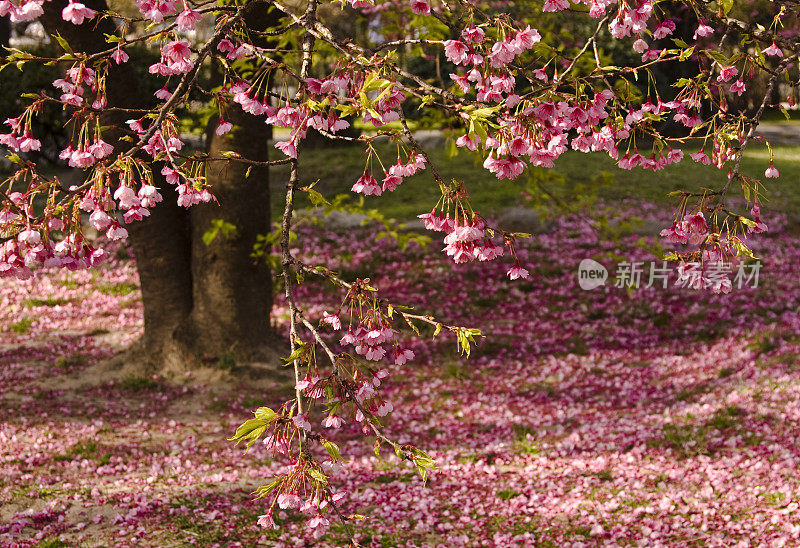 花瓣在地面