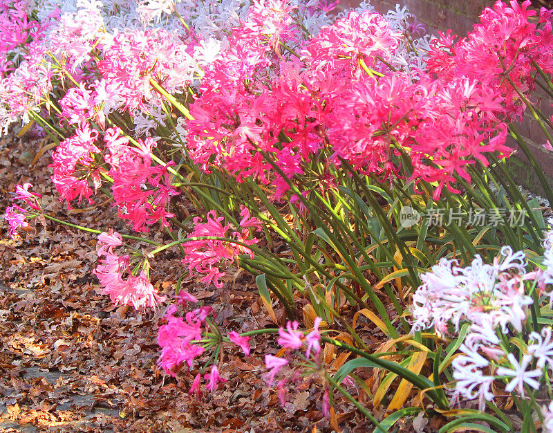 粉红色的海棠花(宝石百合)，秋季花园阳光