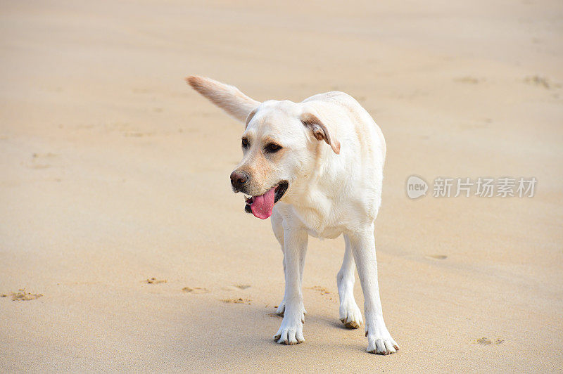 拉布拉多寻回犬