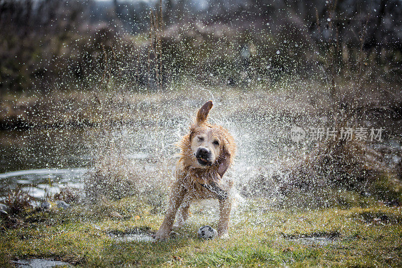 金毛猎犬在草坪上甩水