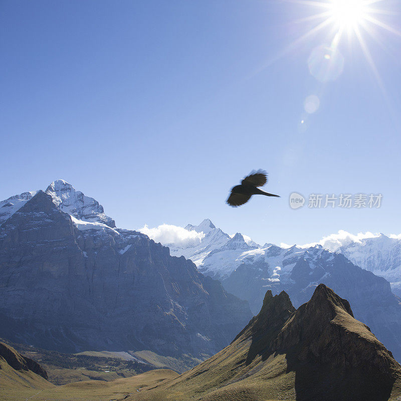 黑鸟飞过雪峰和高山草地