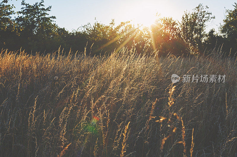 夕阳中的夏日草地