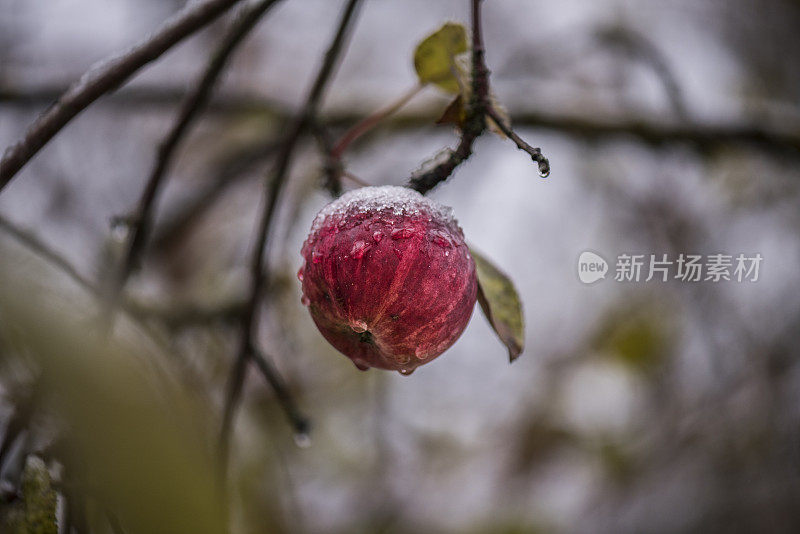 雪红苹果