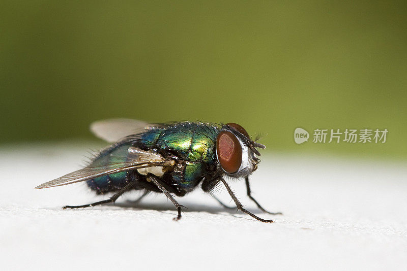 这是一只普通家蝇的特写照片