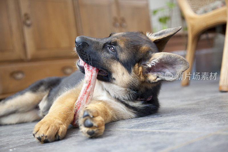 德国牧羊犬的小狗