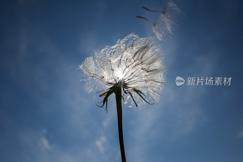 风中的蒲公英