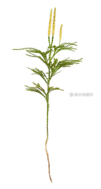 暗黑Lycopodium(稀有俱乐部)