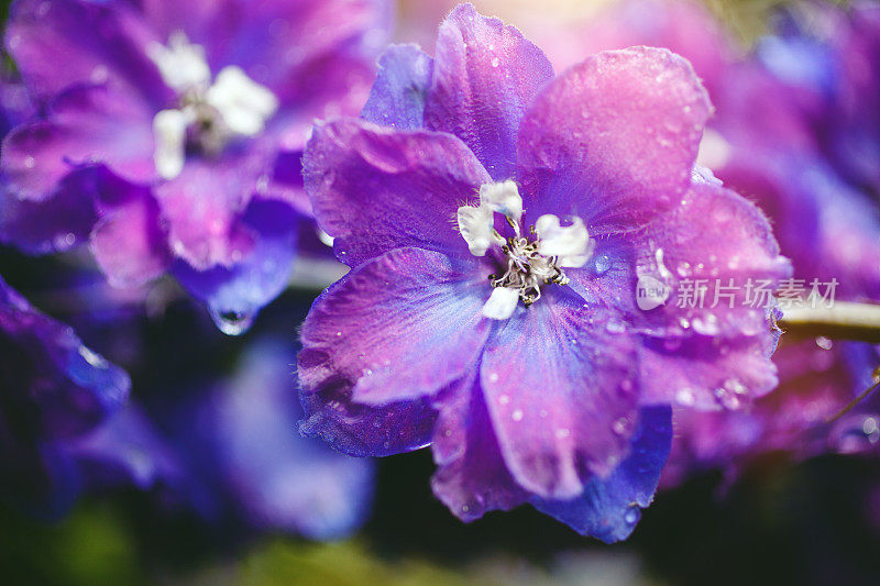 雨后的蓝花