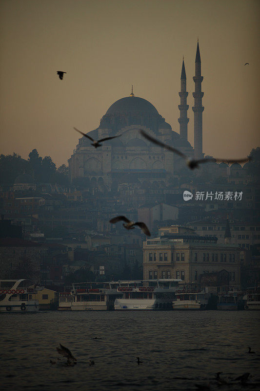海鸥在伊斯坦布尔