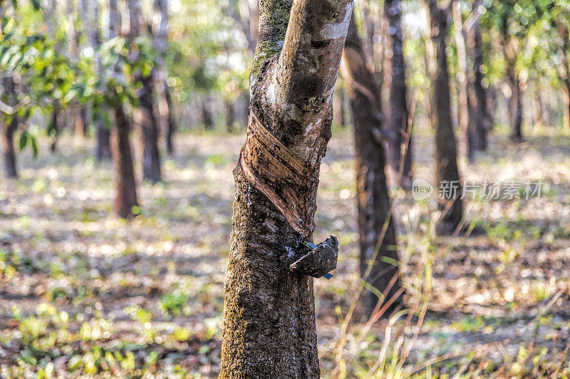 缅甸的橡胶园。用杯子收集汁液的树