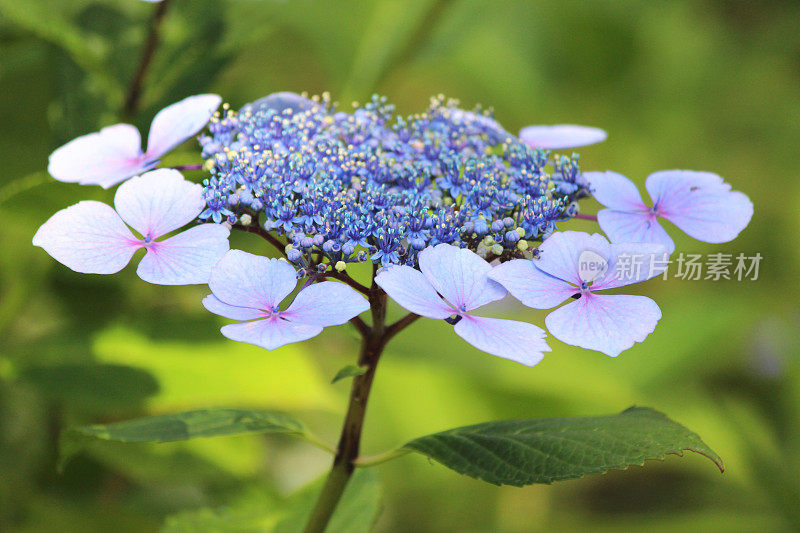 淡蓝色的绣球花的形象，花边绣球灌木，花园