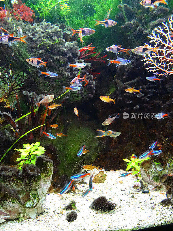 景观淡水热带水族馆鱼缸，霓虹四鳃鱼，孔雀鱼，小丑鱼