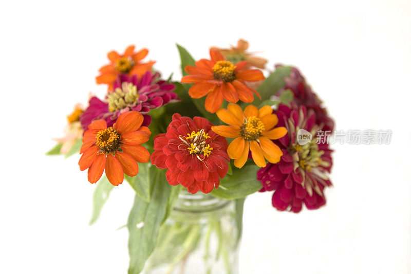 束Zinnias