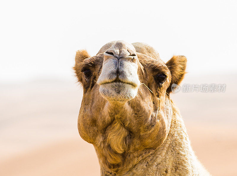 骆驼脸的特写
