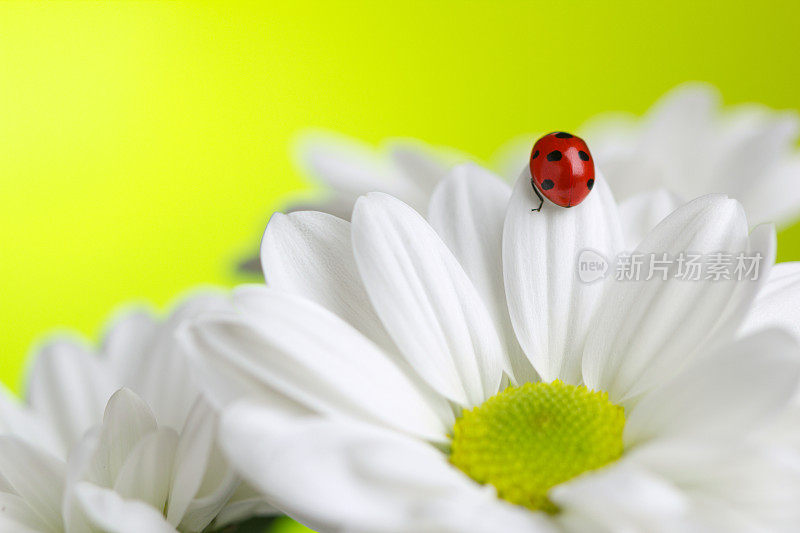 瓢虫在白花上