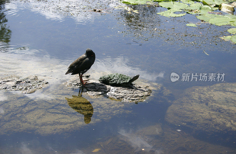 龟，乌龟和水母鸡