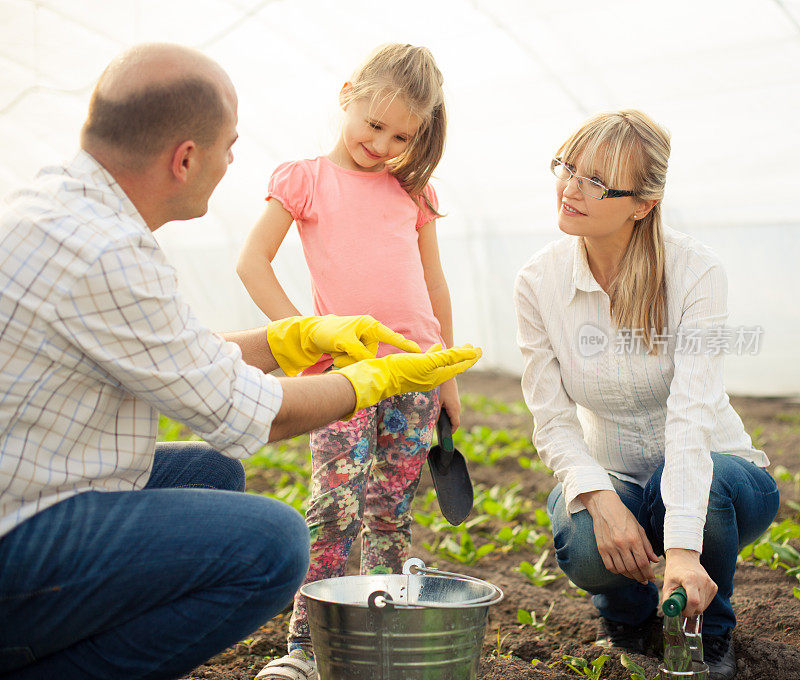 家庭种植菠菜
